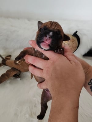 Les chiots de Staffordshire Bull Terrier