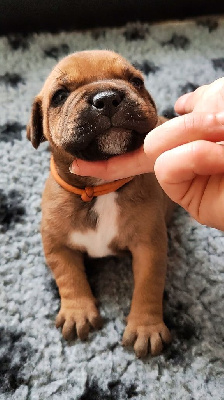 Les chiots de Staffordshire Bull Terrier