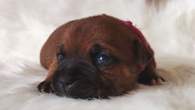 Les chiots de Staffordshire Bull Terrier