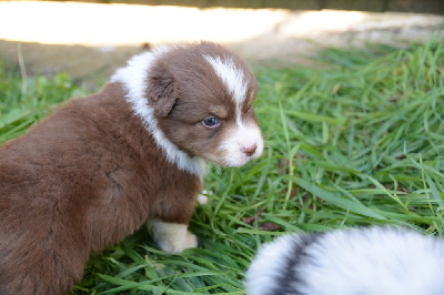 Les chiots de Berger Australien