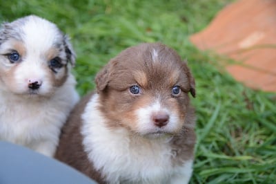 Les chiots de Berger Australien