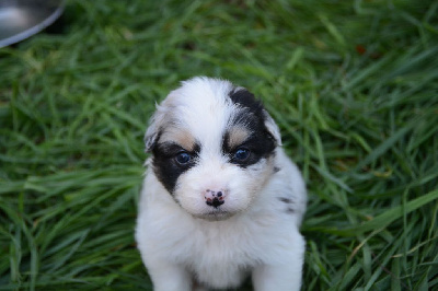 Les chiots de Berger Australien