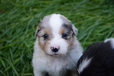 Les chiots de Berger Australien