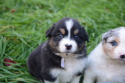 Les chiots de Berger Australien