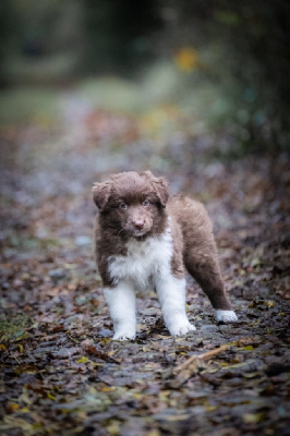 Les chiots de Berger Australien