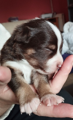 Les chiots de Berger Américain Miniature 