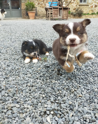 Les chiots de Berger Américain Miniature 