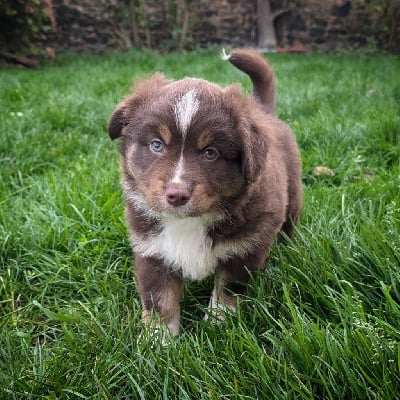 Les chiots de Berger Américain Miniature 