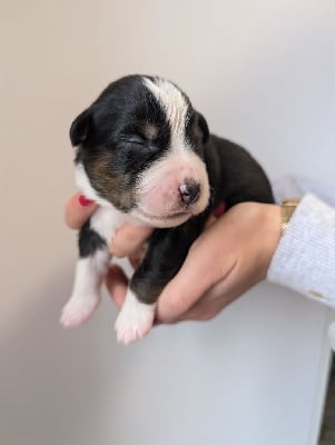 Les chiots de Berger Américain Miniature 