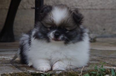 Les chiots de Spitz allemand