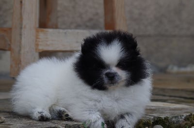 Les chiots de Spitz allemand