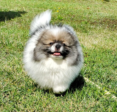 Les chiots de Spitz allemand