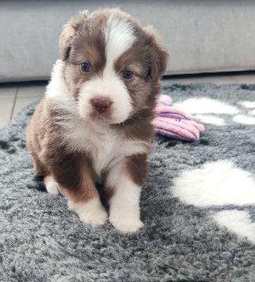 Les chiots de Berger Australien