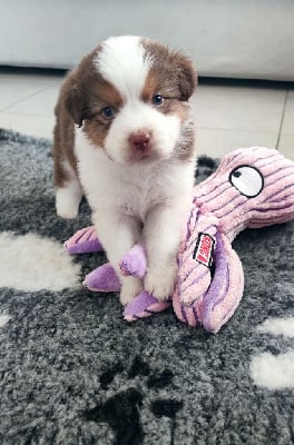 Les chiots de Berger Australien