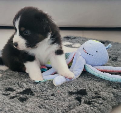 Les chiots de Berger Australien