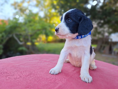 Les chiots de English Springer Spaniel