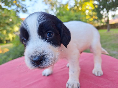 Les chiots de English Springer Spaniel