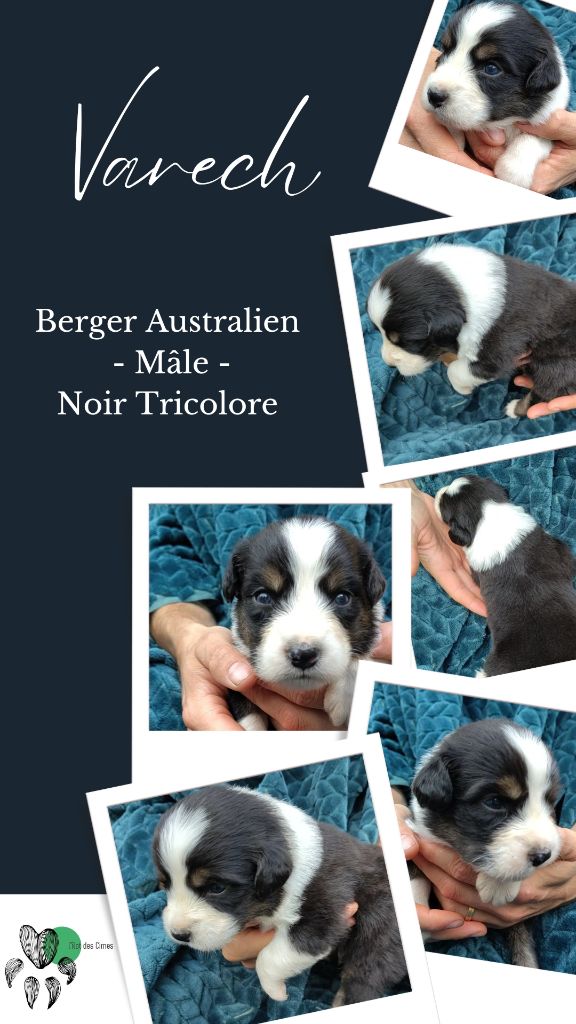 Varech - Berger Australien