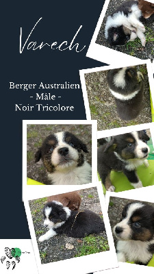 Les chiots de Berger Australien