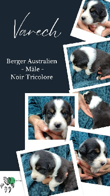 Les chiots de Berger Australien