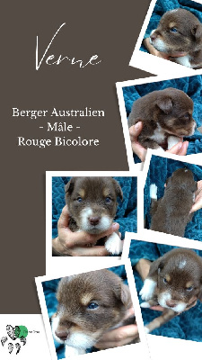 Les chiots de Berger Australien