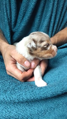 Les chiots de Berger Australien