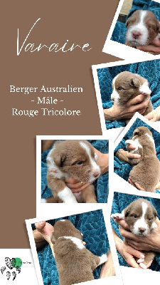 Les chiots de Berger Australien