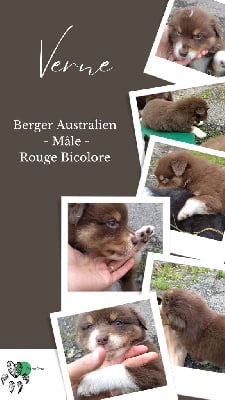 Les chiots de Berger Australien