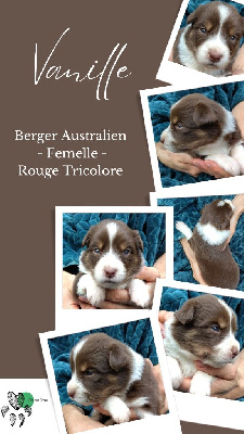 Les chiots de Berger Australien