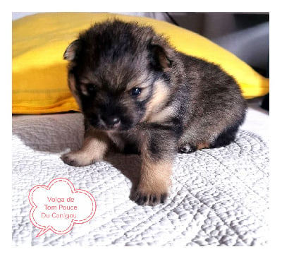 Les chiots de Spitz allemand