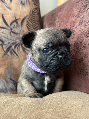 Les chiots de Bouledogue français