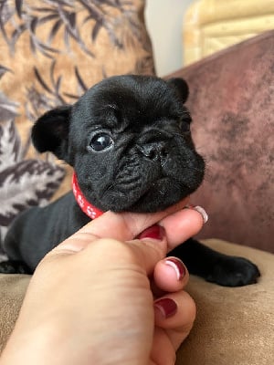 Les chiots de Bouledogue français