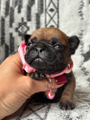 Les chiots de Bouledogue français