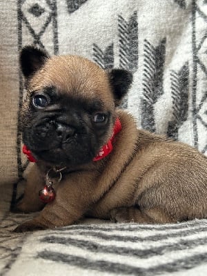 Les chiots de Bouledogue français