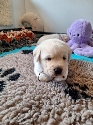 Les chiots de Labrador Retriever