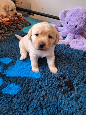 Les chiots de Labrador Retriever