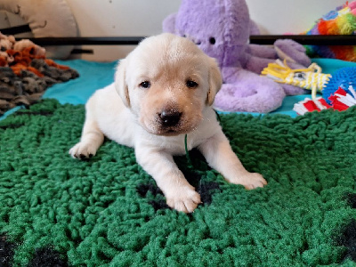 Les chiots de Labrador Retriever