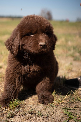 Les chiots de Terre-neuve