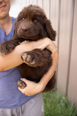 Les chiots de Terre-neuve