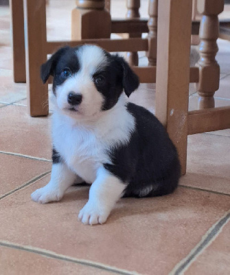 CHIOT 2 - Welsh Corgi Cardigan