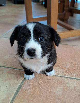 CHIOT 6 - Welsh Corgi Cardigan