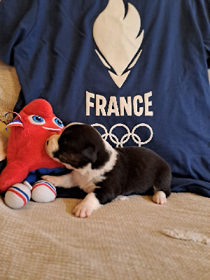 Les chiots de Welsh Corgi Cardigan