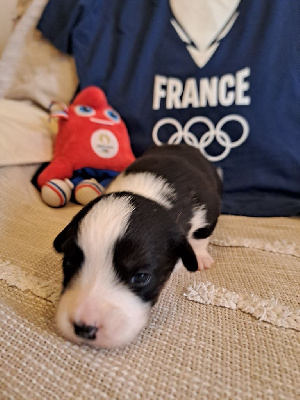 Les chiots de Welsh Corgi Cardigan