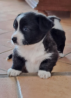 CHIOT 4 - Welsh Corgi Cardigan