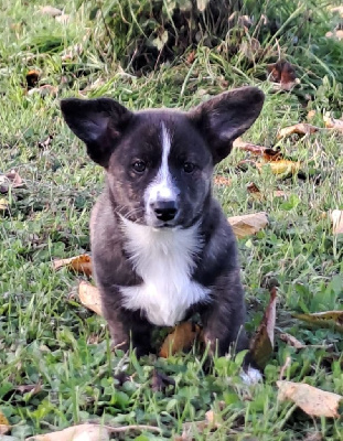 Vahiné - Welsh Corgi Cardigan