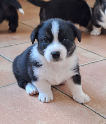 CHIOT 7 - Welsh Corgi Cardigan