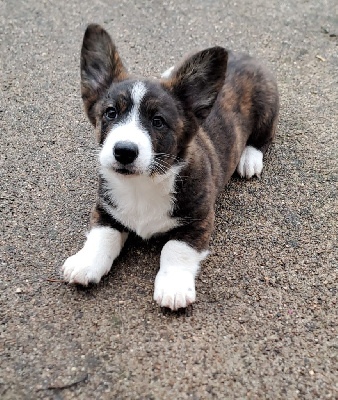 Vénérable - Welsh Corgi Cardigan