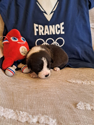 Les chiots de Welsh Corgi Cardigan