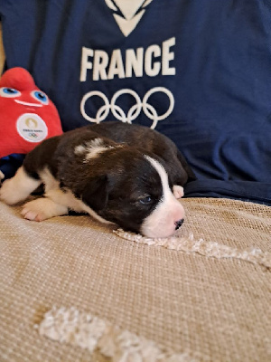 Les chiots de Welsh Corgi Cardigan