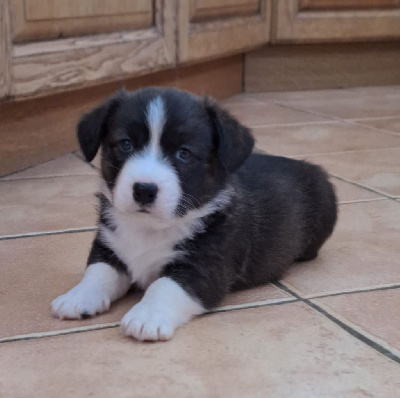 CHIOT 1 - Welsh Corgi Cardigan